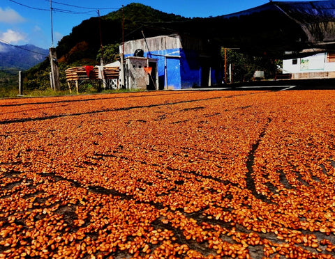 Enrique Lopez - Finca Chelin Black Honey Gesha