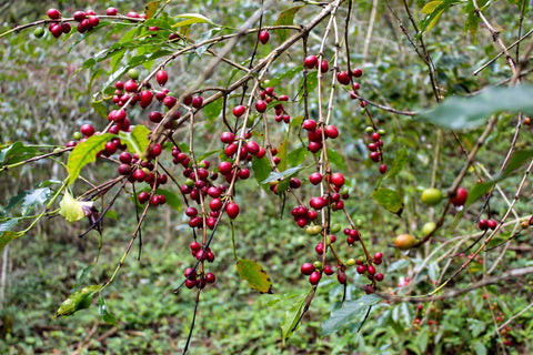 Magnolia Vicente El Zapoteca